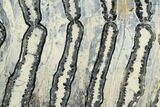 Polished Mammoth Molar Section - South Carolina #125529-2